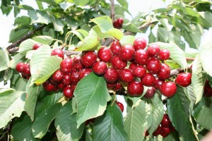 10371755_742043679172571_7892372594446032549_n