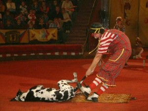 cirqus3