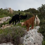 Шавуот в Западной Галилее 