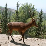 Туристические новости из Иудеи и Самарии